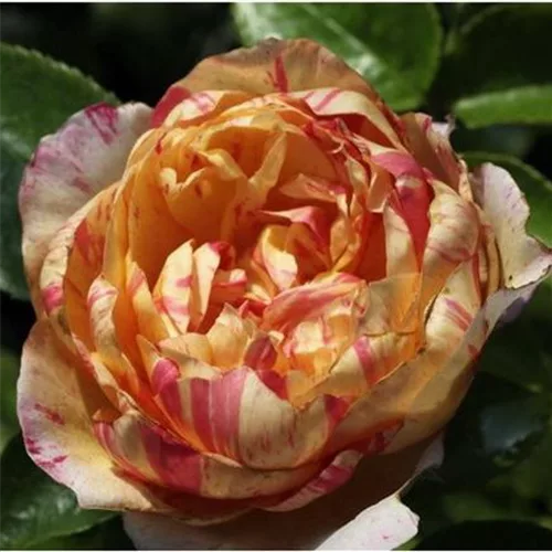 Kletterrose 'Julie Andrieu'®