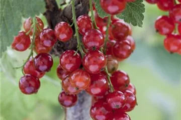 Obstgehölze düngen Obstgehölze düngen