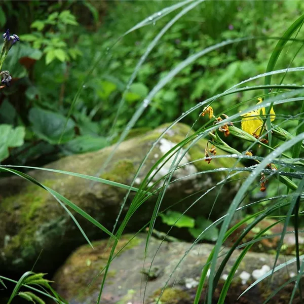 Pflanzensortiment: Steiniger Bachlauf-Uferbepflanzung - Uferpflanzen - Bachlaufpflanzen  Pflanzensortiment: Steiniger Bachlauf-Uferbepflanzung - Uferpflanzen - Bachlaufpflanzen