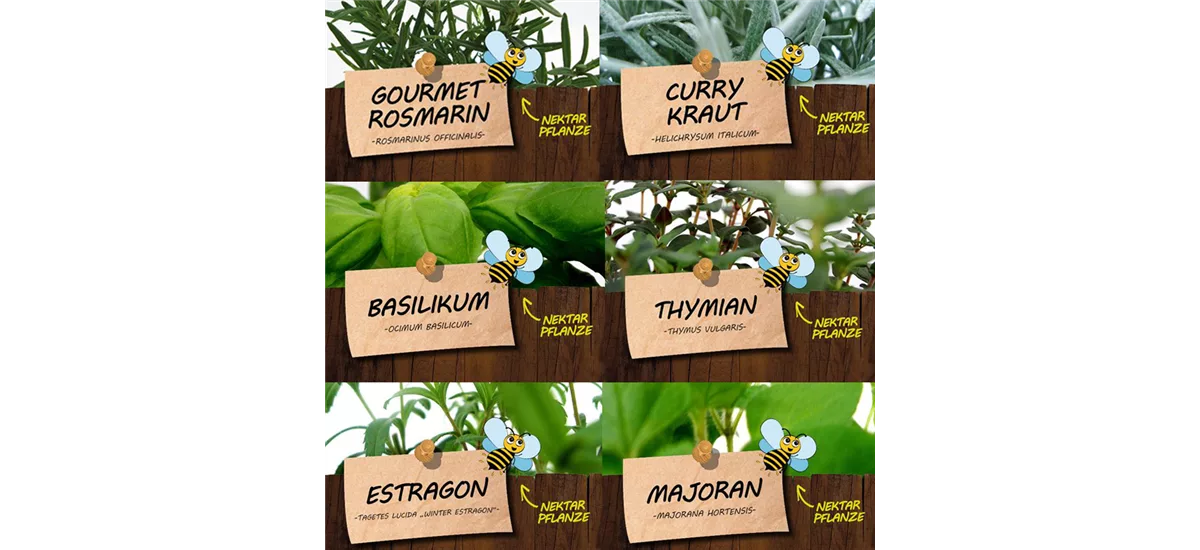 Bio Kräuter für Gourmets Set Kräuter für Gourmets