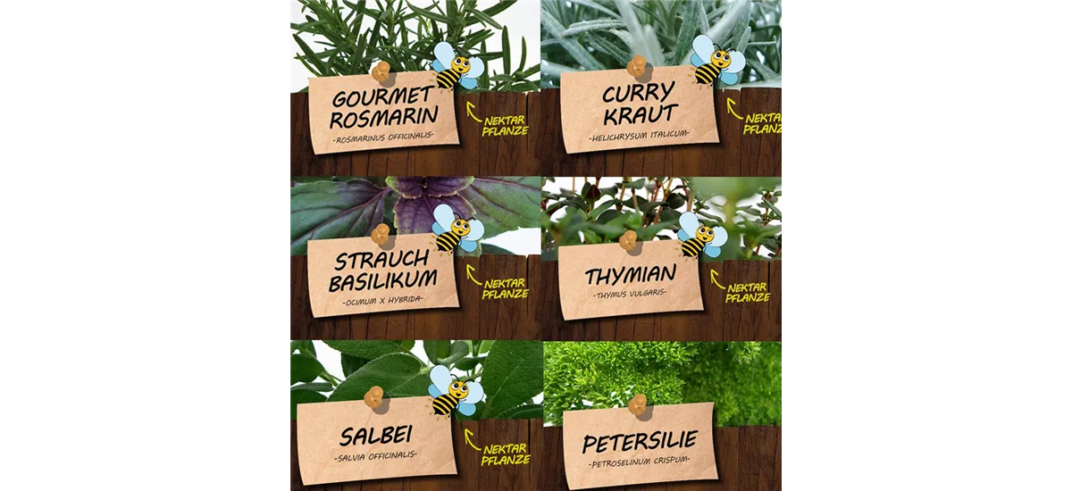 Bio Kräuter zum Grillen Set Kräuter zum Grillen