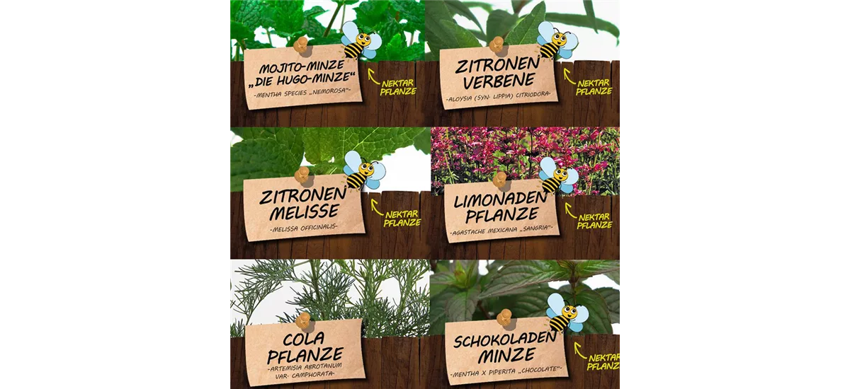 Bio Kräuter für Coole Drinks Set Kräuter für Coole Drinks
