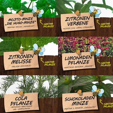 Bio Kräuter für Coole Drinks