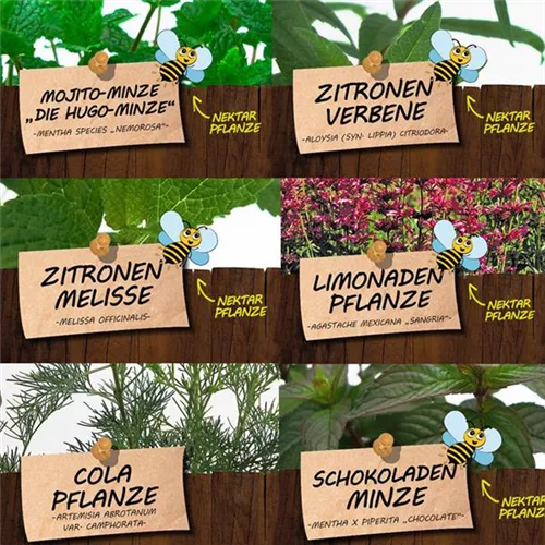 Bio Kräuter für Coole Drinks