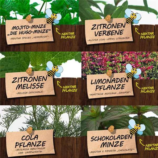 Bio Kräuter für Coole Drinks