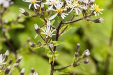 Sperrige Aster 9 x 9 cm Topf 0,5 Liter