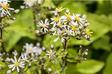 Sperrige Aster 9 x 9 cm Topf 0,5 Liter