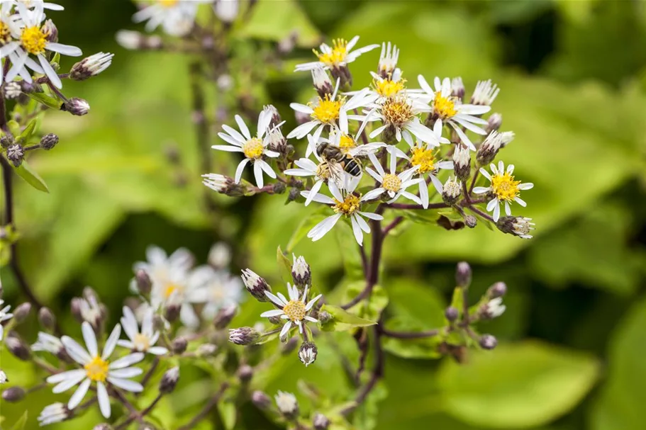 Sperrige Aster 9 x 9 cm Topf 0,5 Liter
