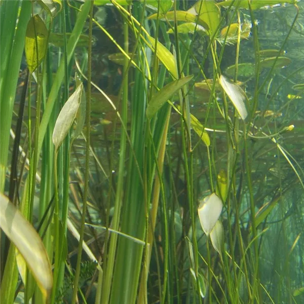 Pflanzensortiment: Unterwasserpflanzen - Unterwasser-Pflanzen  Pflanzensortiment: Unterwasserpflanzen - Unterwasser-Pflanzen