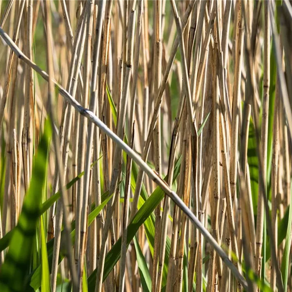 Pflanzensortiment: Pflanzenkläranlage - Schilf und andere Repositionspflanzen für 5 m² Pflanzensortiment: Pflanzenkläranlage - Schilf und andere Repositionspflanzen für 5 m²