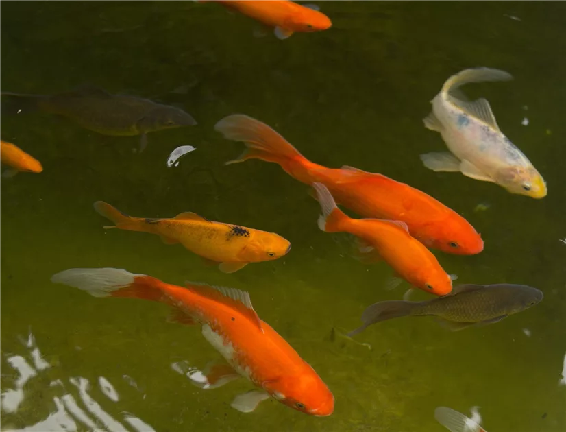 Pflanzensortiment: PRO-Sauerstoff-Wasserpflanzen online kaufen bei Olerum