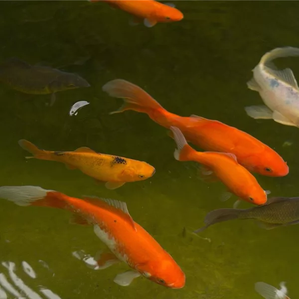 Pflanzensortiment: PRO-Sauerstoff-Wasserpflanzen - Sauerstoffbildende Wasserpflanzen  Pflanzensortiment: PRO-Sauerstoff-Wasserpflanzen - Sauerstoffbildende Wasserpflanzen
