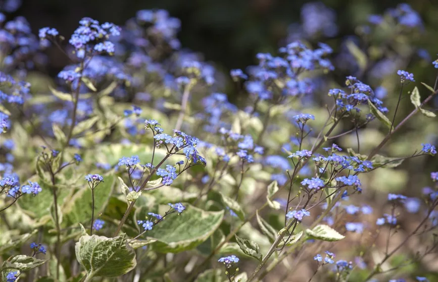 Brunnera macrophylla 'Hadspen Cream'