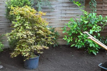 Fächer-Ahorn pflanzen - Acer palmatum Fächer-Ahorn pflanzen - Acer palmatum