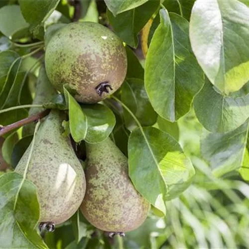 Obstbaumschnitt
