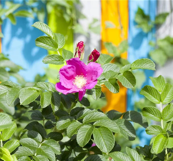 Warum nicht jede Rose eine Duftrose ist
