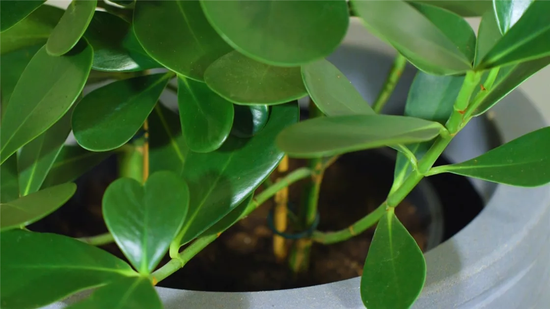 peperomia watermelon variegata Peperomia argyreia 