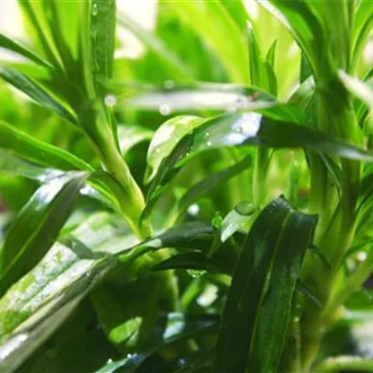 Bartnelke - Einpflanzen im Garten