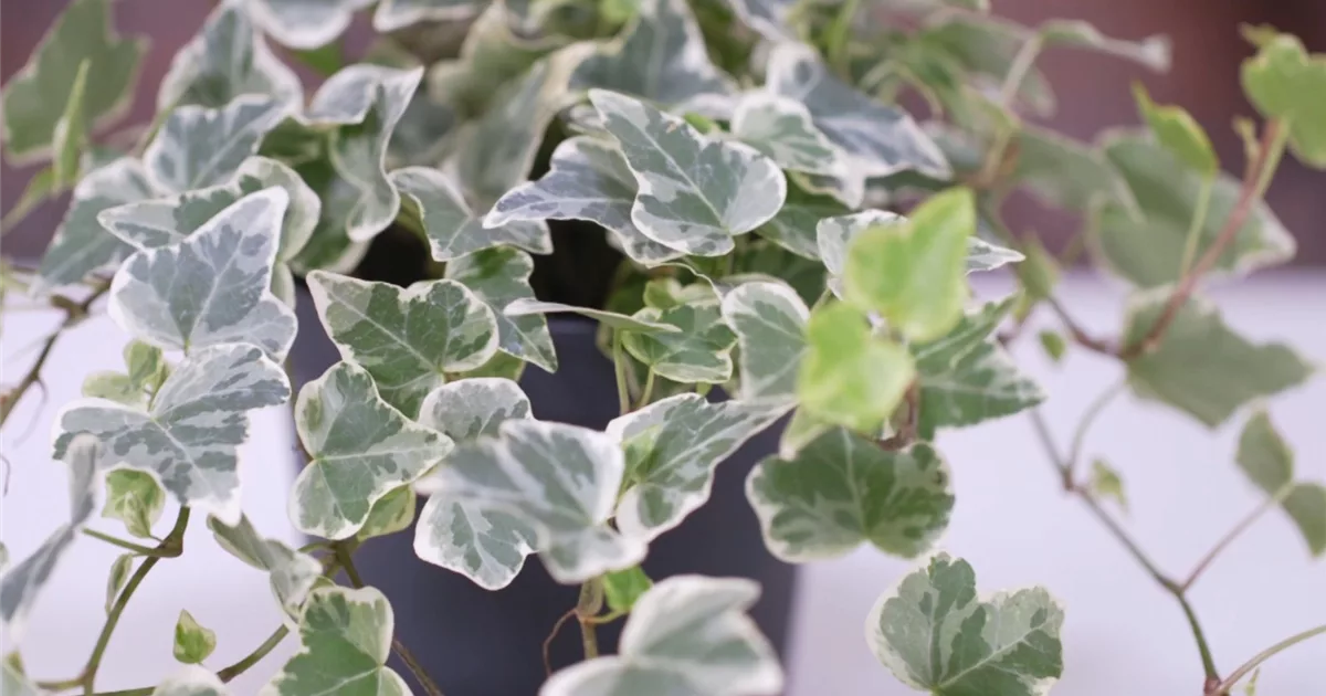 elefantenfuß kaufen ikea Elefantenfuss | Beaucarnea recurvata main image 1