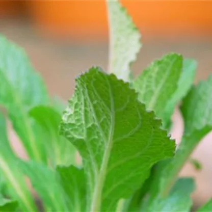 Fingerhut (Digitalis) - Einpflanzen im Garten