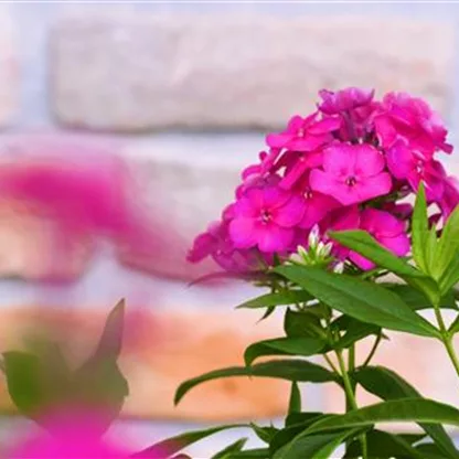 Flammenblume - Einpflanzen im Garten