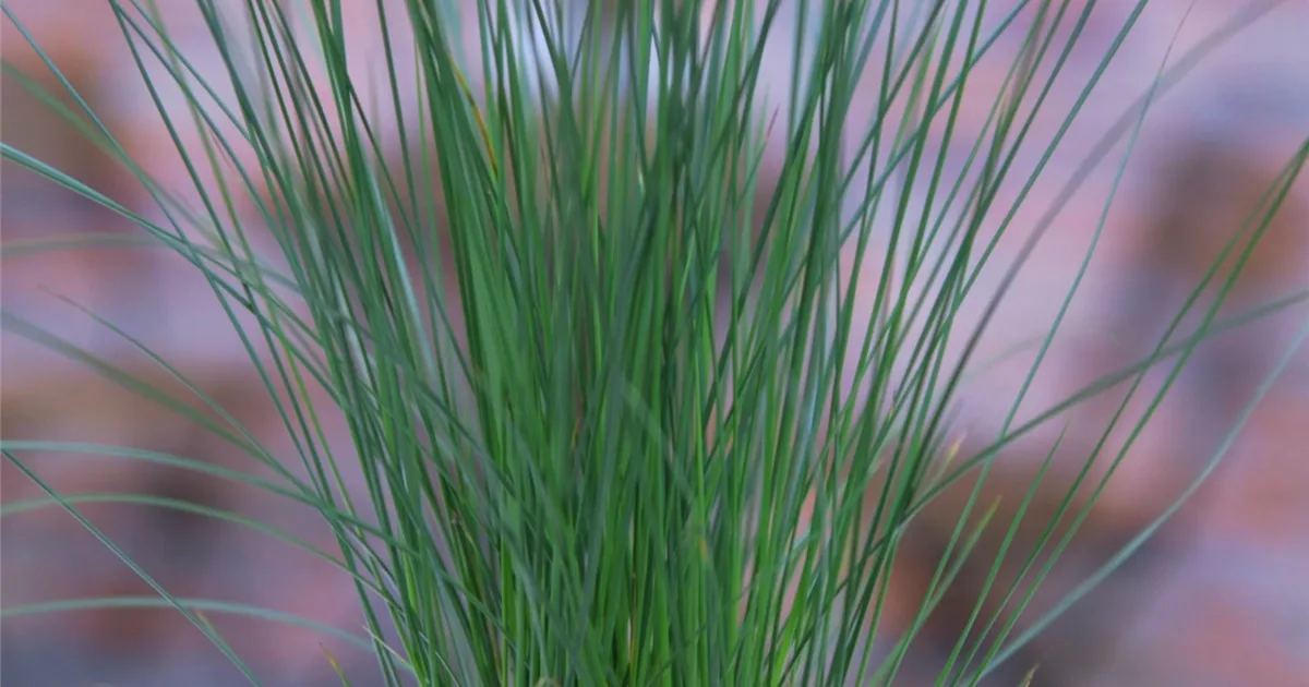 Flatter Binse - Umtopfen