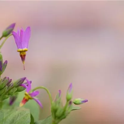 Götterblume - Einpflanzen im Garten