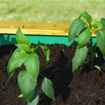 Chili Jalapeno- - Einpflanzen ins Hochbeet