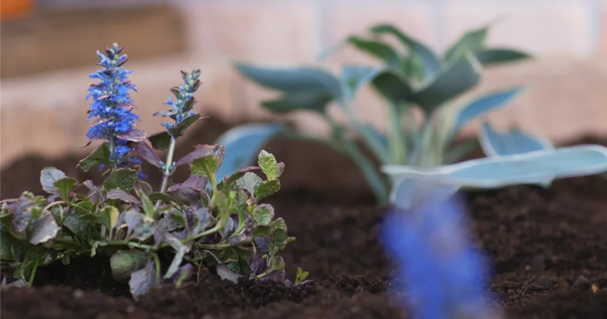Kriechender Gnsel - Einpflanzen im Garten