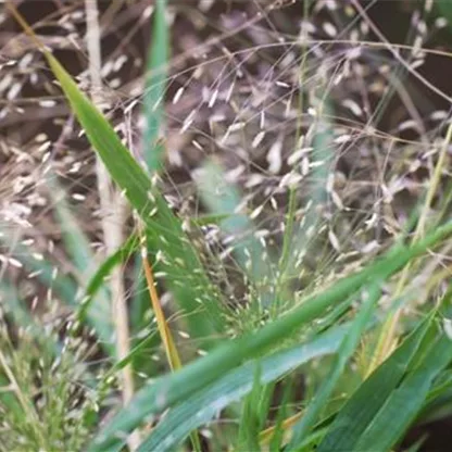 Liebesgras (Eragrostis) - Einpflanzen im Garten