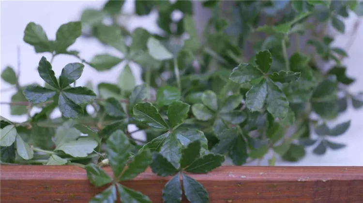 Russischer Wein (Cissus alata) - Umtopfen
