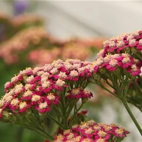 Schafgarbe - Einpflanzen im Garten (Video)
