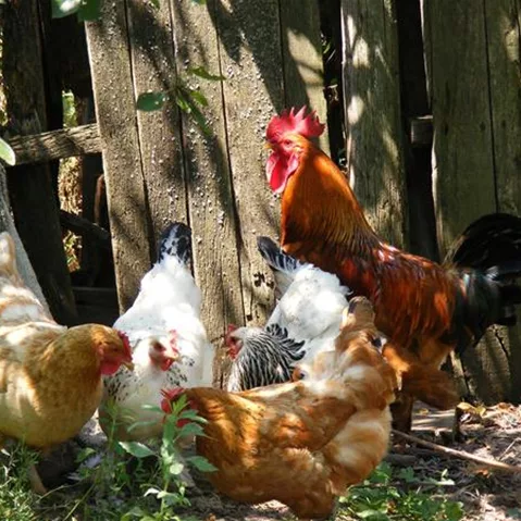 chicken-88507_1920.jpg