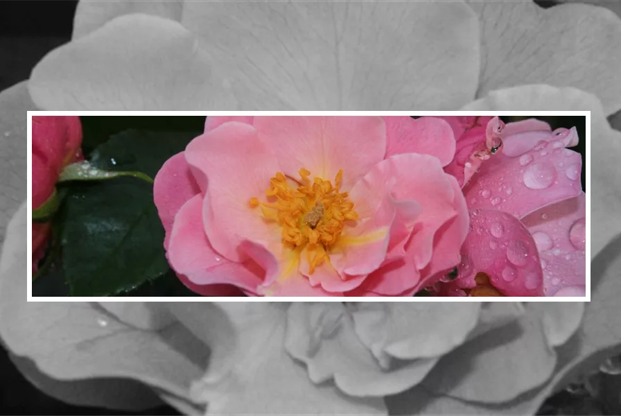 Besondere Rosensorte aus dem Olerum Rosensortiment