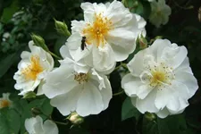 Kletterrose 'Bobby James' Rambler 5 Liter Topf