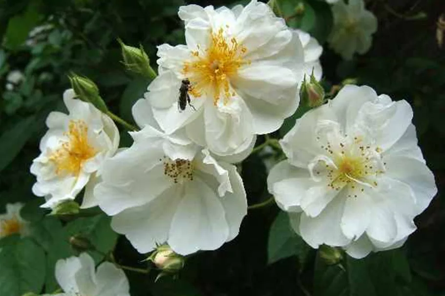 Kletterrose 'Bobby James' Rambler 5 Liter Topf