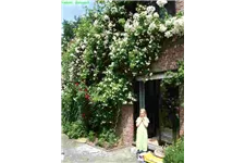 Kletterrose 'Bobby James' Rambler 5 Liter Topf