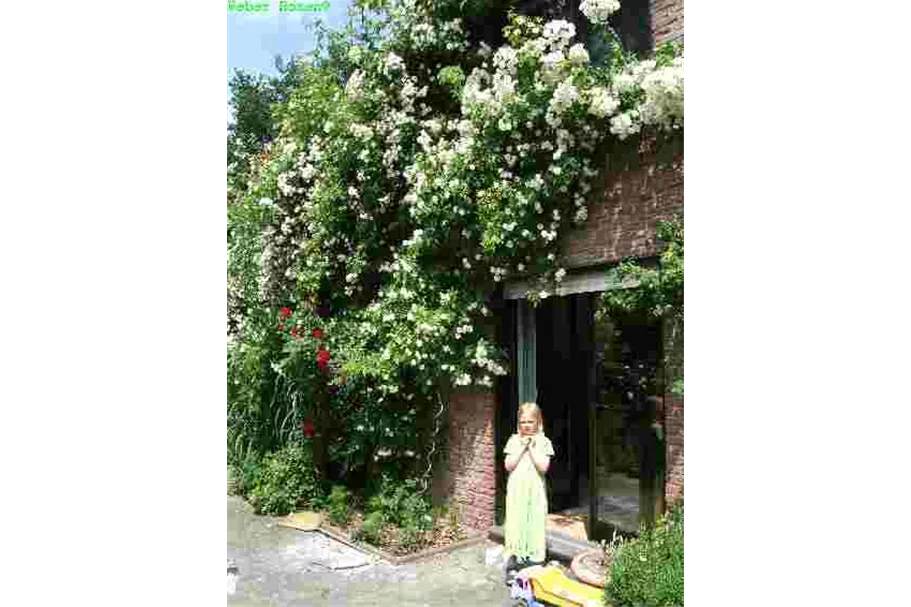Kletterrose 'Bobby James' Rambler 5 Liter Topf