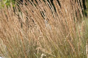 Reitgras 'Avalanche' - Calamagrostis x acutiflora 'Avalanche' Reitgras 'Avalanche' - Calamagrostis x acutiflora 'Avalanche'