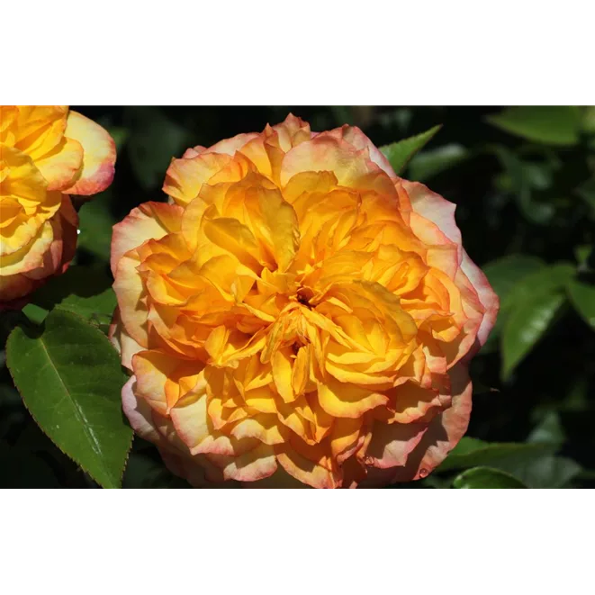 Blüte der französischen Rose Henri Delbard