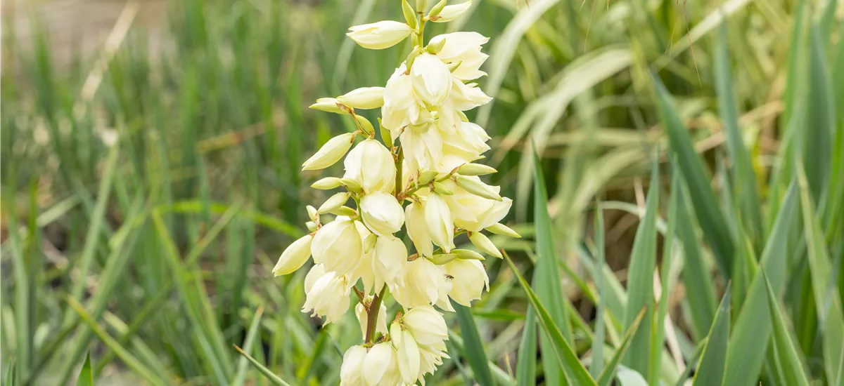 Yucca filamentosa 'Schneetanne' (11 cm) 11x11 cm Staude