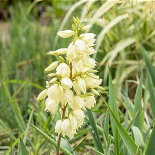 Yucca filamentosa 'Schneetanne' (11 cm)