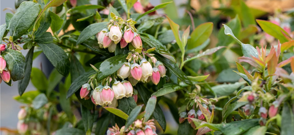 Heidelbeere 'Sunshine Blue' Topfgröße 3,5 Liter