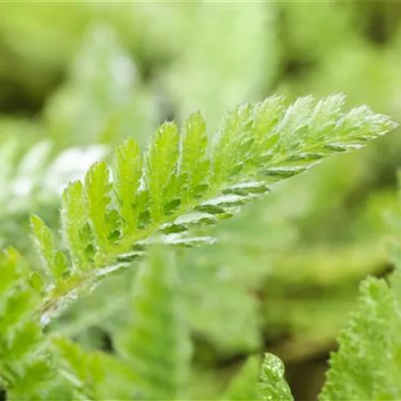 Achillea filipendulina 'Parker'