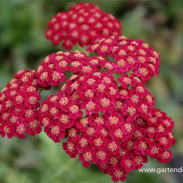 Achillea millefolium 'Red Velvet'