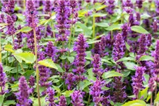 Agastache rugosa 'Blue Boa' 3 Liter Topf
