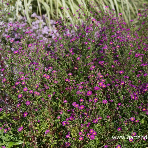 Glattblatt-Aster 'Carmen'