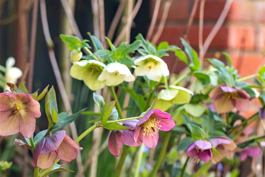 Helleborus x orientalis 9 x 9 cm Topf 0,5 Liter 