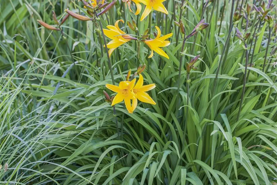 Hemerocallis fulva 1 Liter Topf 