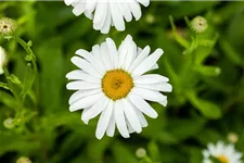 Leucanthemum x superb.'Silberprinzesschen', gen. 9 x 9 cm Topf 0,5 Liter 